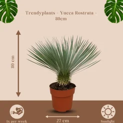 Yucca Rostrata - Winterhard - Tuinplant - ↕70-90 cm - Ø30cm