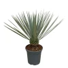 Trendyplants Yucca Rostrata - Winterhard - Tuinplant - ↕40-60 cm - Ø21cm