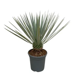Trendyplants Yucca Rostrata - Winterhard - Tuinplant - ↕40-60 cm - Ø21cm