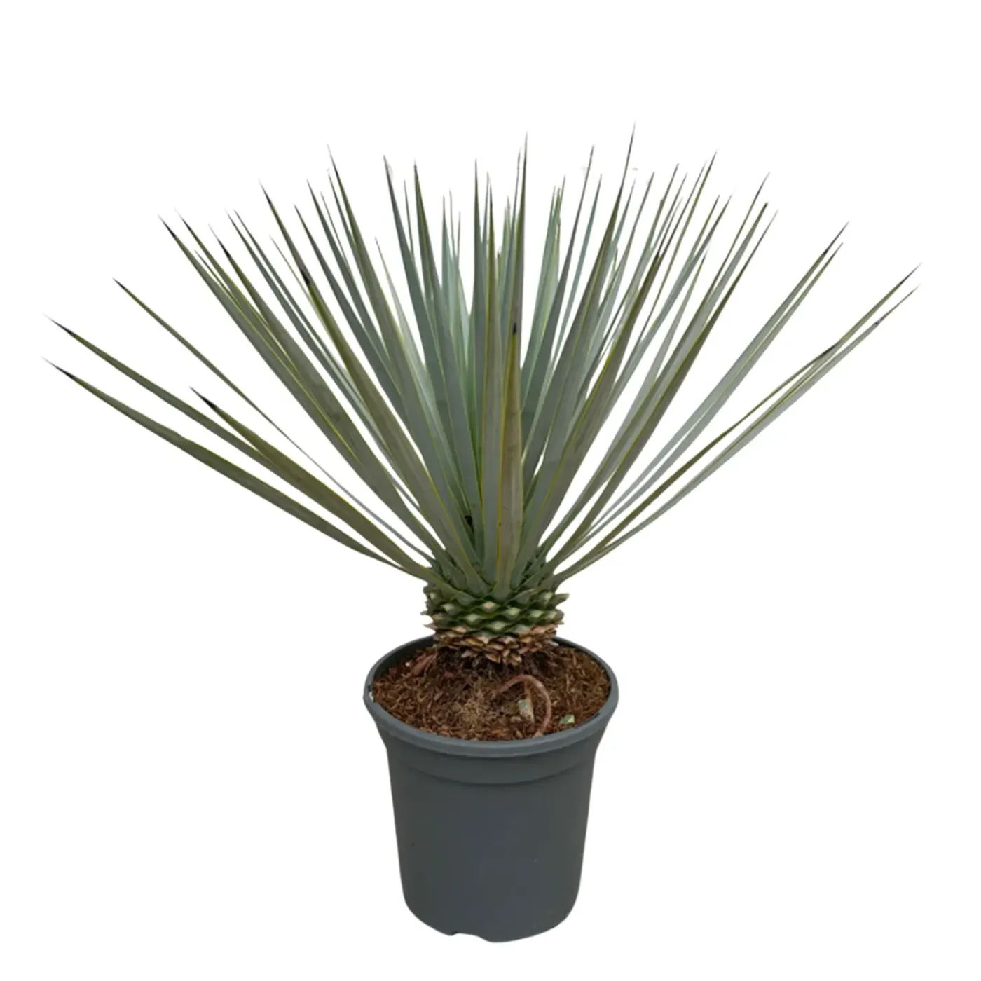 Trendyplants Yucca Rostrata - Winterhard - Tuinplant - ↕40-60 cm - Ø21cm
