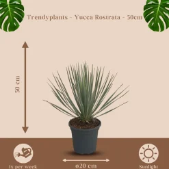Trendyplants Yucca Rostrata - Winterhard - Tuinplant - ↕40-60 cm - Ø21cm