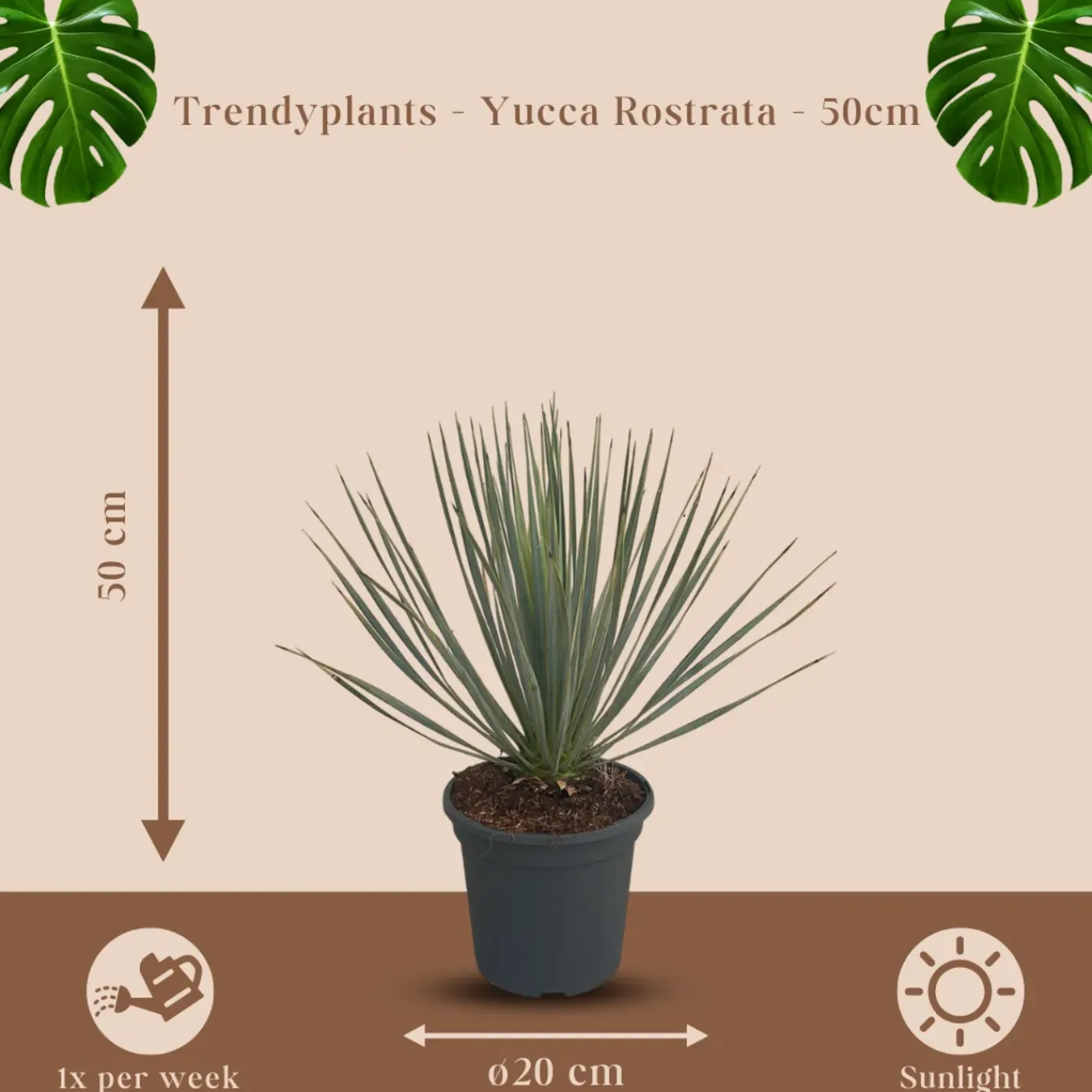 Trendyplants Yucca Rostrata - Winterhard - Tuinplant - ↕40-60 cm - Ø21cm