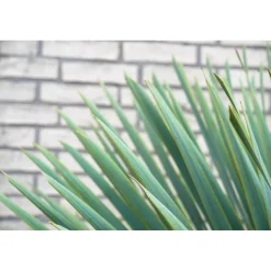 Trendyplants Yucca Rostrata - Winterhard - Tuinplant - ↕40-60 cm - Ø21cm