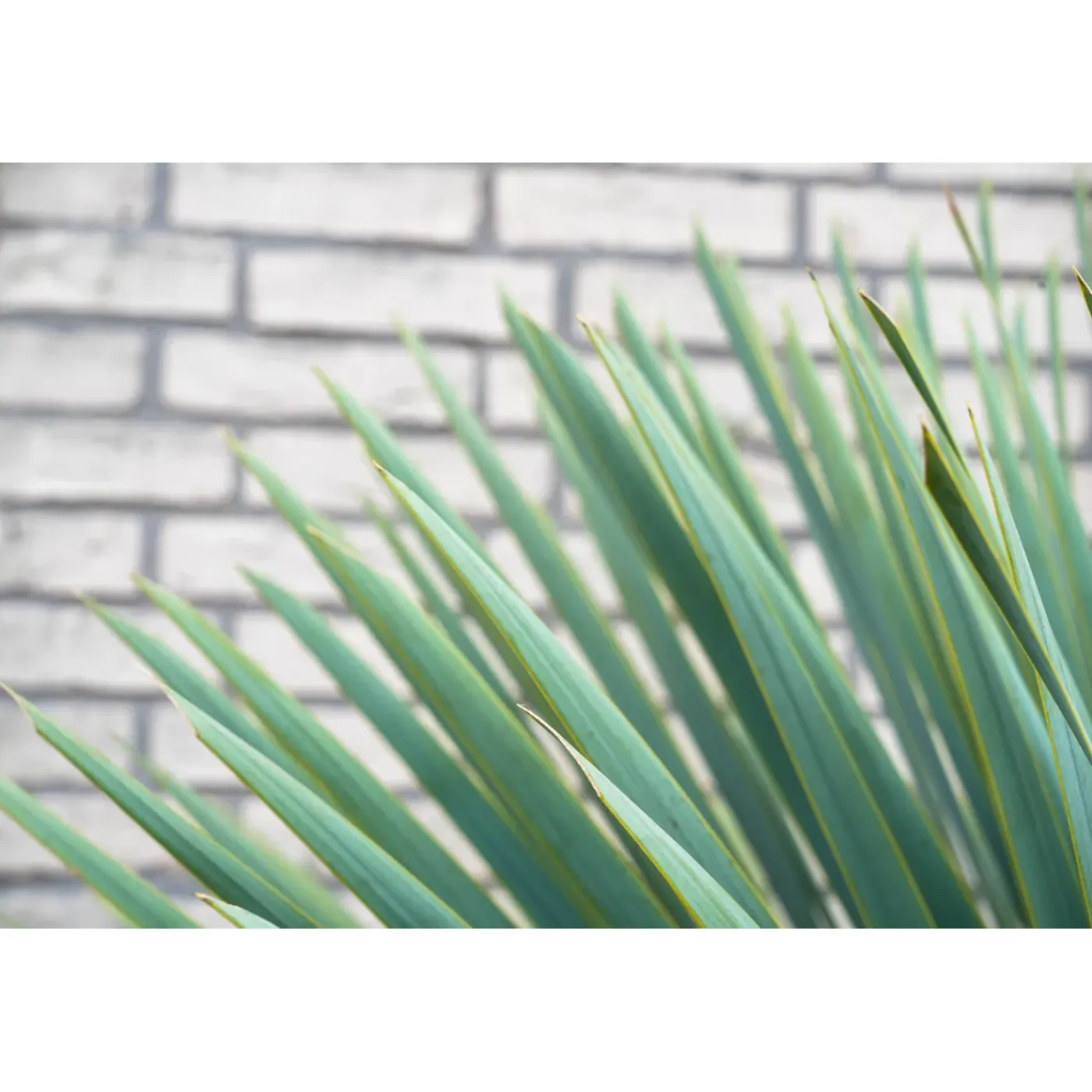 Trendyplants Yucca Rostrata - Winterhard - Tuinplant - ↕40-60 cm - Ø21cm