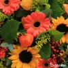 Organifer Zonnebloem Zadenpakket - 10 Soorten -