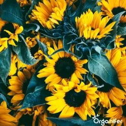 Organifer Zonnebloem Zadenpakket - 10 Soorten -