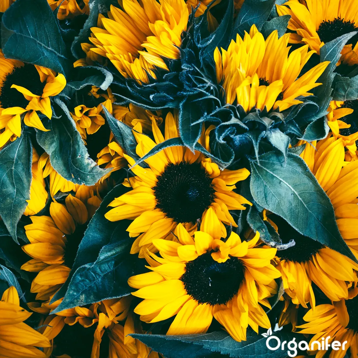 Organifer Zonnebloem Zadenpakket - 10 Soorten -
