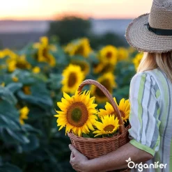 Organifer Zonnebloem Zadenpakket - 10 Soorten -