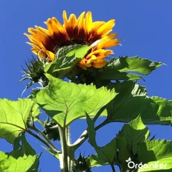 Organifer Zonnebloem Zadenpakket - 10 Soorten -