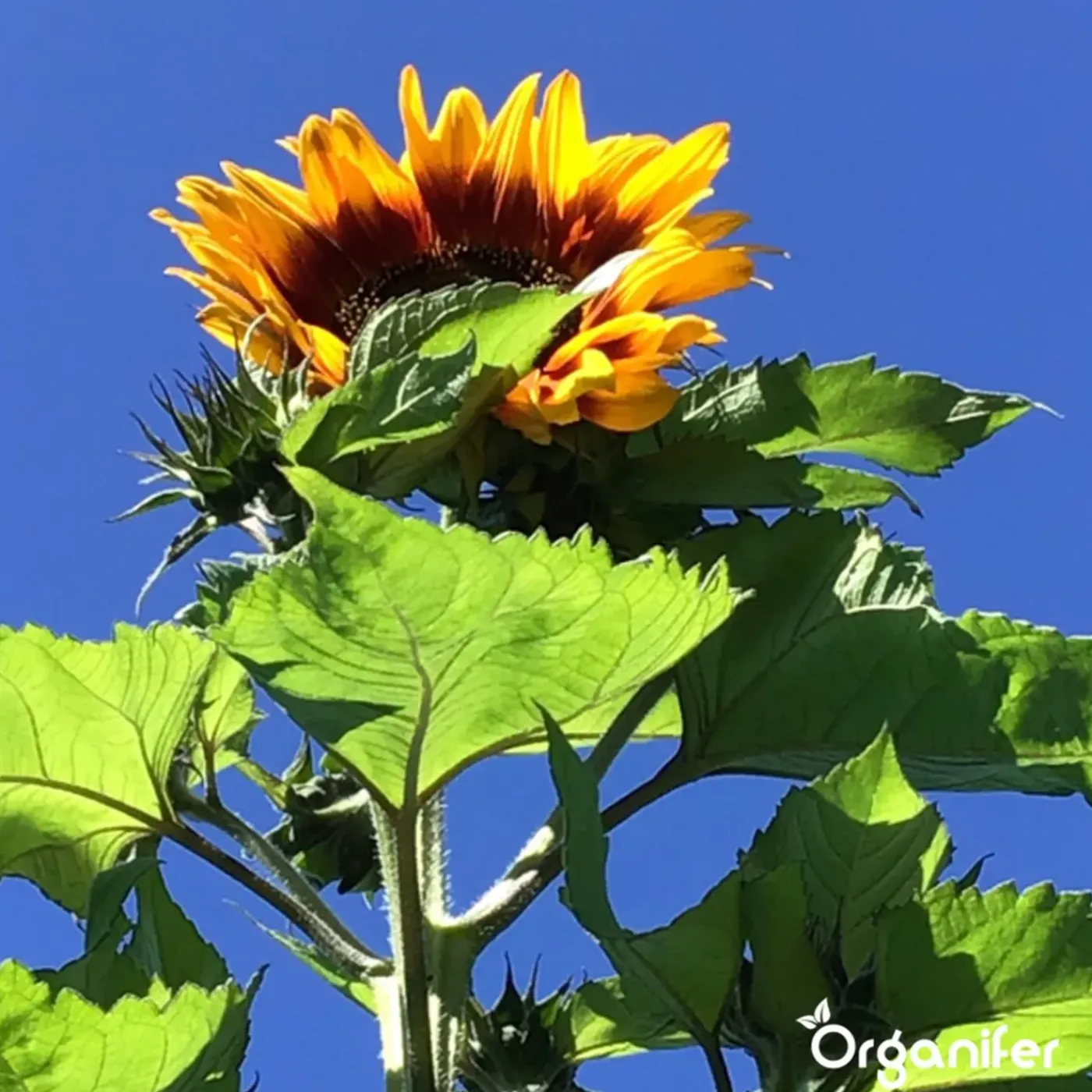 Organifer Zonnebloem Zadenpakket - 10 Soorten -