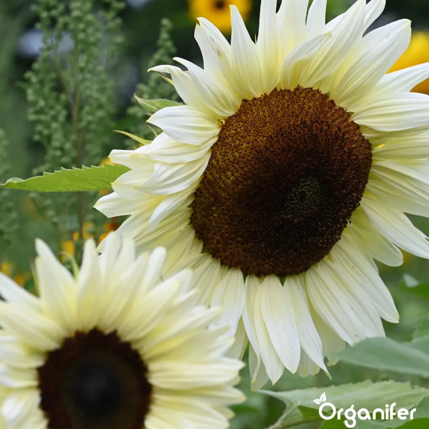 Organifer Zonnebloem Zadenpakket - 10 Soorten -