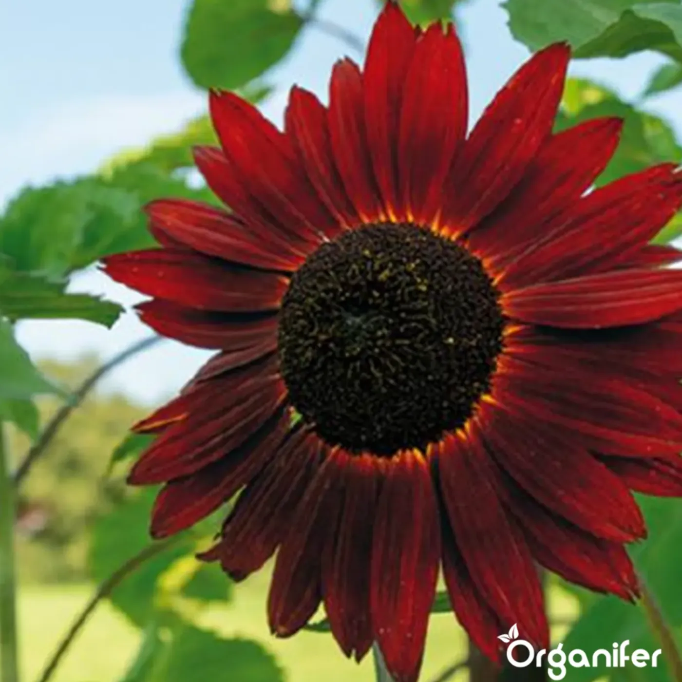 Organifer Zonnebloem Zadenpakket - 10 Soorten -